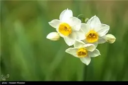 فصل نرگس ها در شیراز/تصاویر