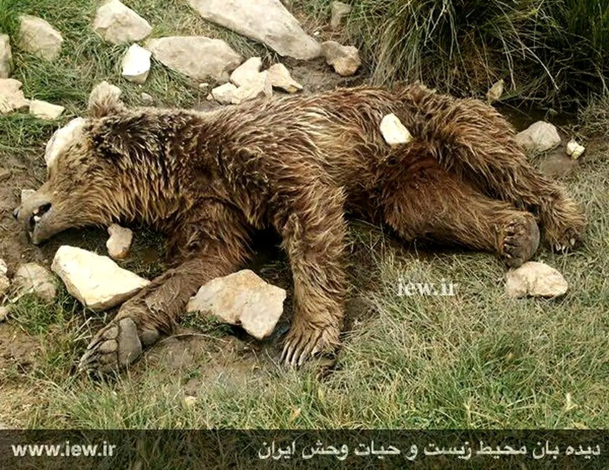 قتل بیرحمانه یک خرس قهوه ای در کرمانشاه (+عکس)