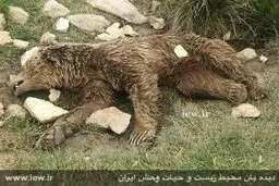 قتل بیرحمانه یک خرس قهوه ای در کرمانشاه (+عکس)