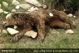 قتل بیرحمانه یک خرس قهوه ای در کرمانشاه (+عکس)