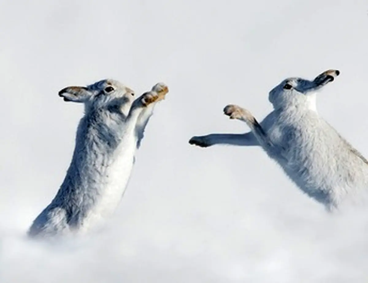 دنیای جالب حیوانات/ تصاویر