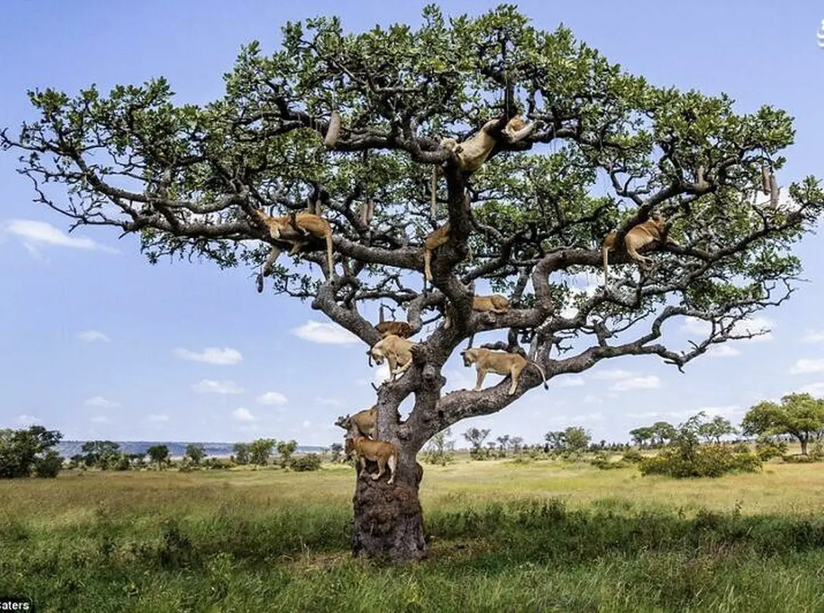 خواب سلطان جنگل بر روی درخت/ تصاویر