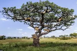 خواب سلطان جنگل بر روی درخت/ تصاویر