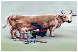 گاو داعش!/ کاریکاتور