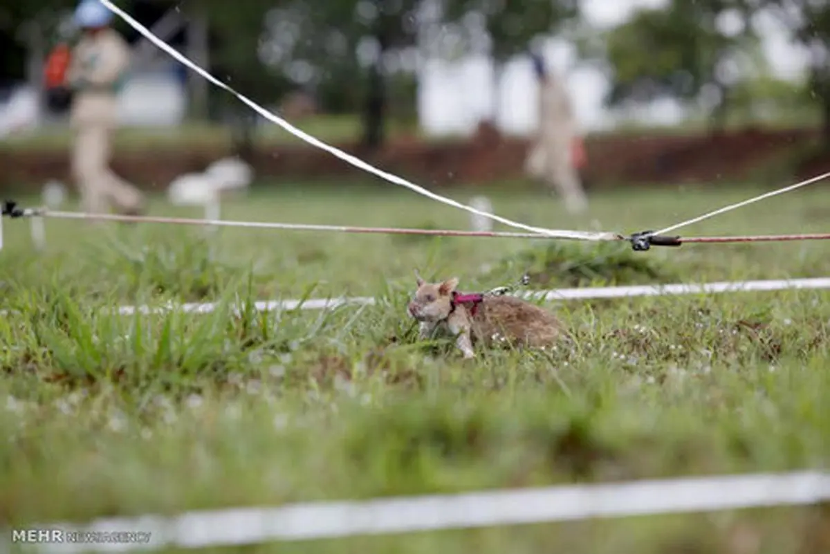 موش های مین یاب (عکس)