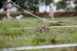 موش های مین یاب (عکس)