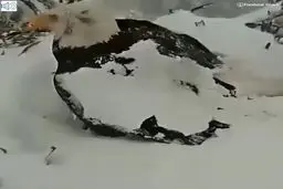 مراقبت عقاب مادر از تخم هایش در یک روز برفی+فیلم