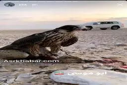 عکس / استوری جنجالی برادر امیر قطر در جزیره ابوموسی