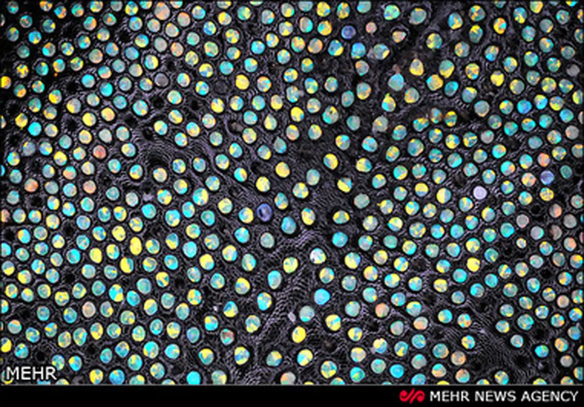 تصاویری از زندگی میکروسکوپی