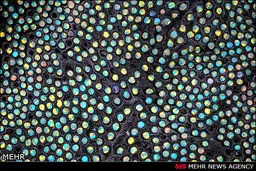 تصاویری از زندگی میکروسکوپی