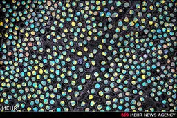 تصاویری از زندگی میکروسکوپی