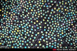 تصاویری از زندگی میکروسکوپی