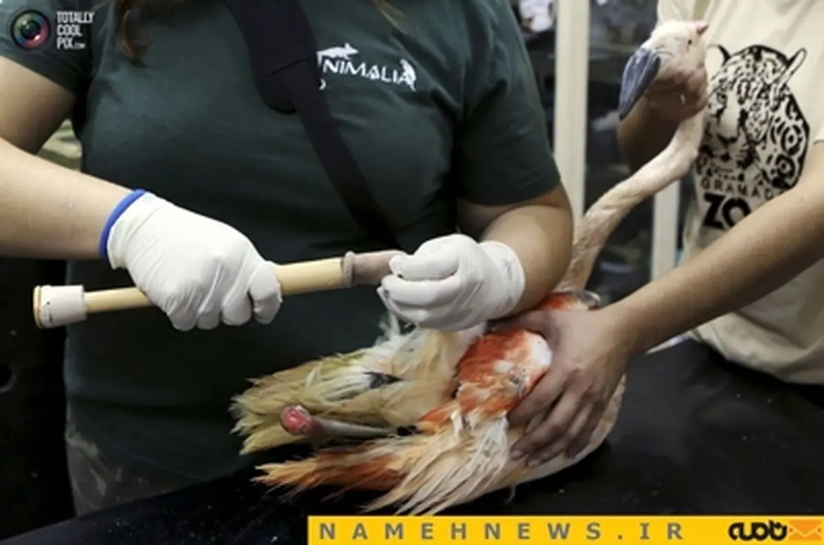 پای پروتزی برای فلامینگوی فلج+تصاویر