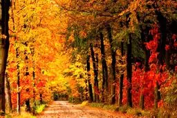 عکس زیبا از سلطان فصل ها و رنگ بازی در طبیعت