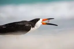 لحظه شکار در عکس روز نشنال جئوگرافیک