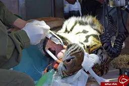 ببرها هم به دندانپزشکی می روند (عکس)