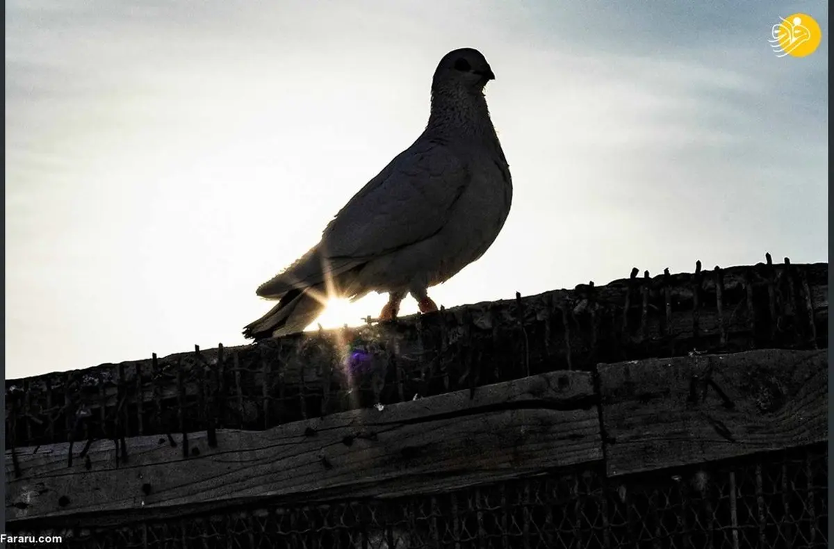 تصاویر دیده نشده از کبوتربازی با خیالی آسوده در پایتخت داعش