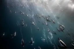 تصاویر استثنایی از زندگی زیر آب