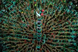 برج های انسانی در اسپانیا‎ / تصاویر