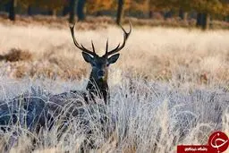 صحنه‌هایی ناب از طبیعت سرمازده انگلیس + تصاویر