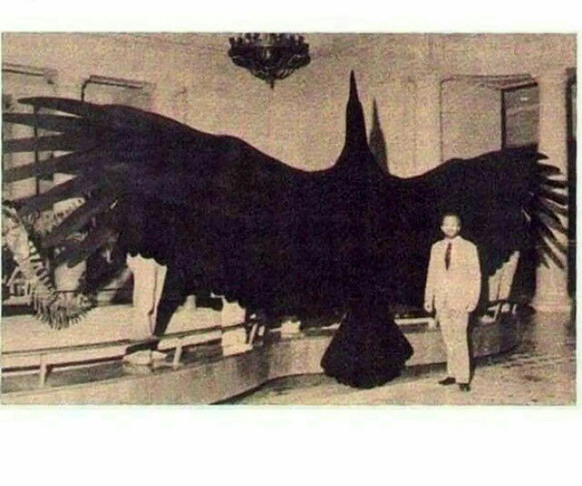 تصویری از بزرگترین پرنده جهان