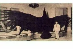 تصویری از بزرگترین پرنده جهان