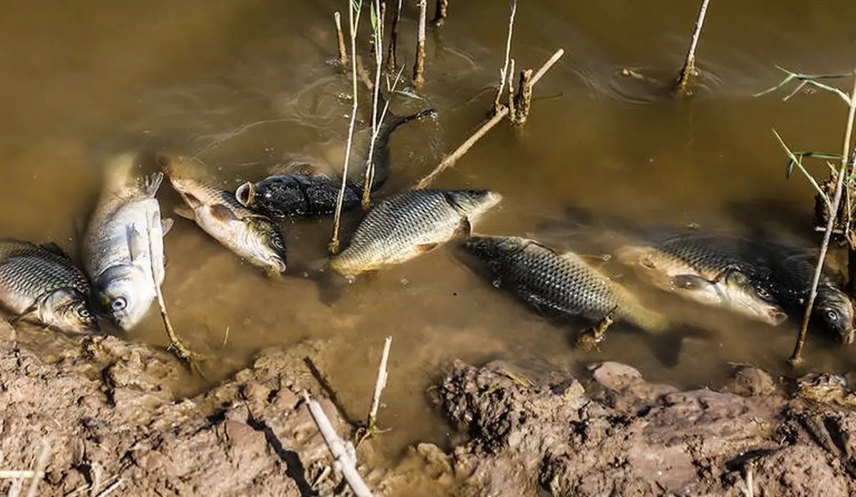 مرگ ماهیان در خرمشهر / تصاویر