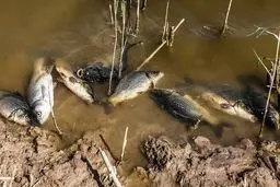 مرگ ماهیان در خرمشهر / تصاویر