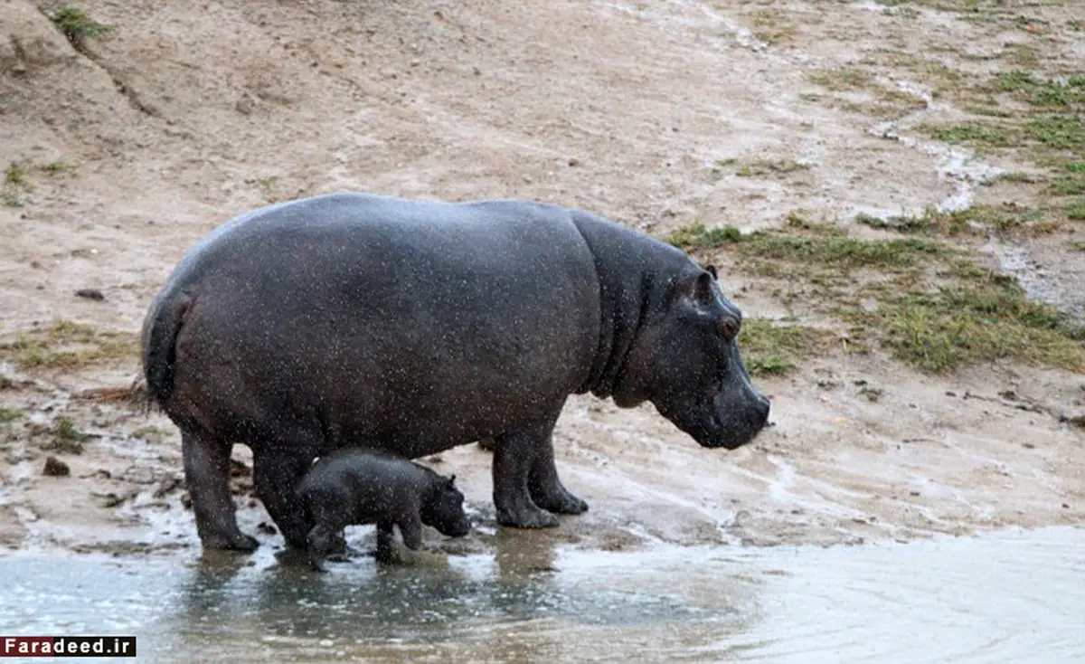 حمله گروهی به بچه اسب آبی/ تصاویر