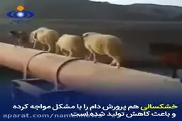 ببینید؛ چرا قیمت گوشت ۶ رقمی شد؟