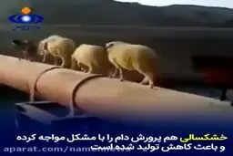 ببینید؛ چرا قیمت گوشت ۶ رقمی شد؟