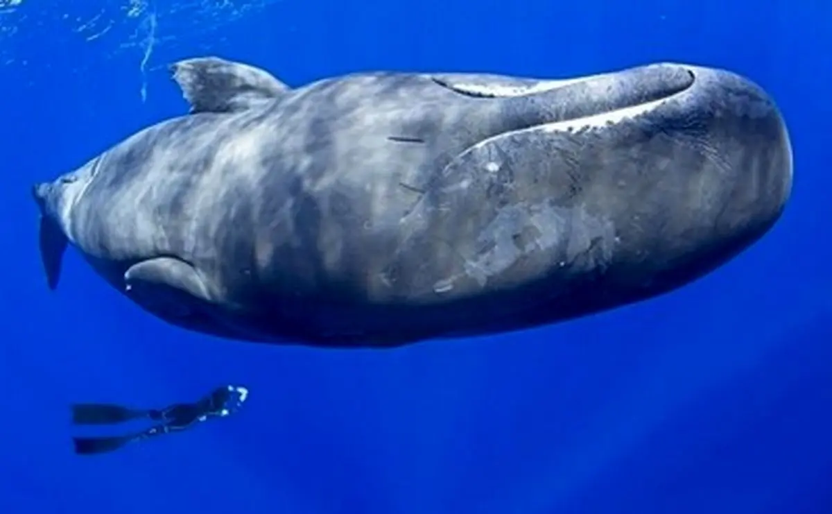 تصاویری دیدنی از خوابیدن نهنگ های عنبر در دریا