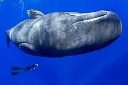 تصاویری دیدنی از خوابیدن نهنگ های عنبر در دریا