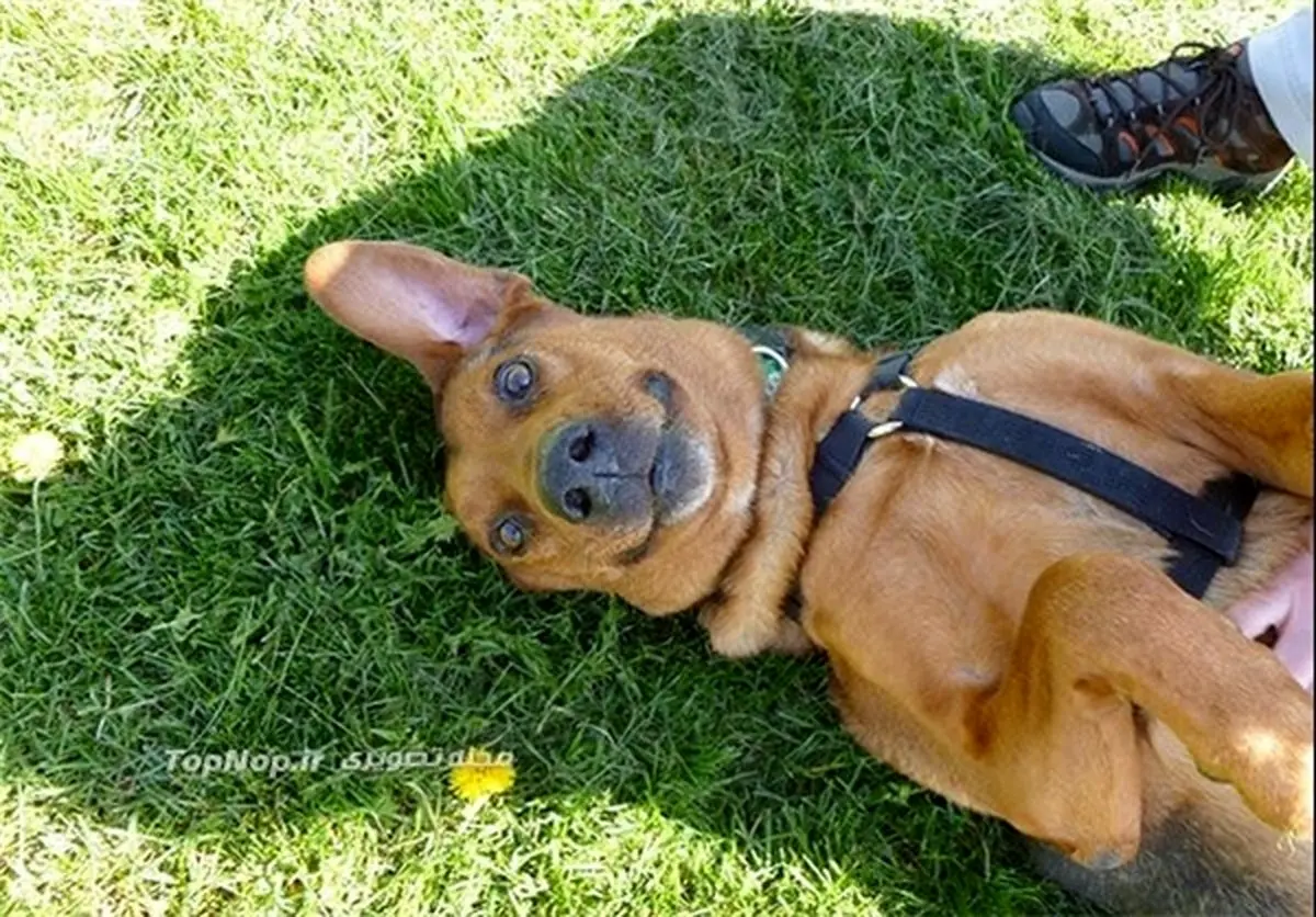 حیوانات خوشحال /تصاویر