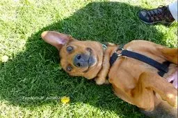 حیوانات خوشحال /تصاویر