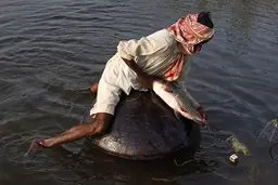 ماهیگیری جالب روی کوزه‌ها در پاکستان! + عکس