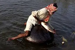 ماهیگیری جالب روی کوزه‌ها در پاکستان! + عکس
