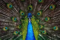 دل‌ربایی طاووس در عکس روز نشنال جئوگرافیک/عکس