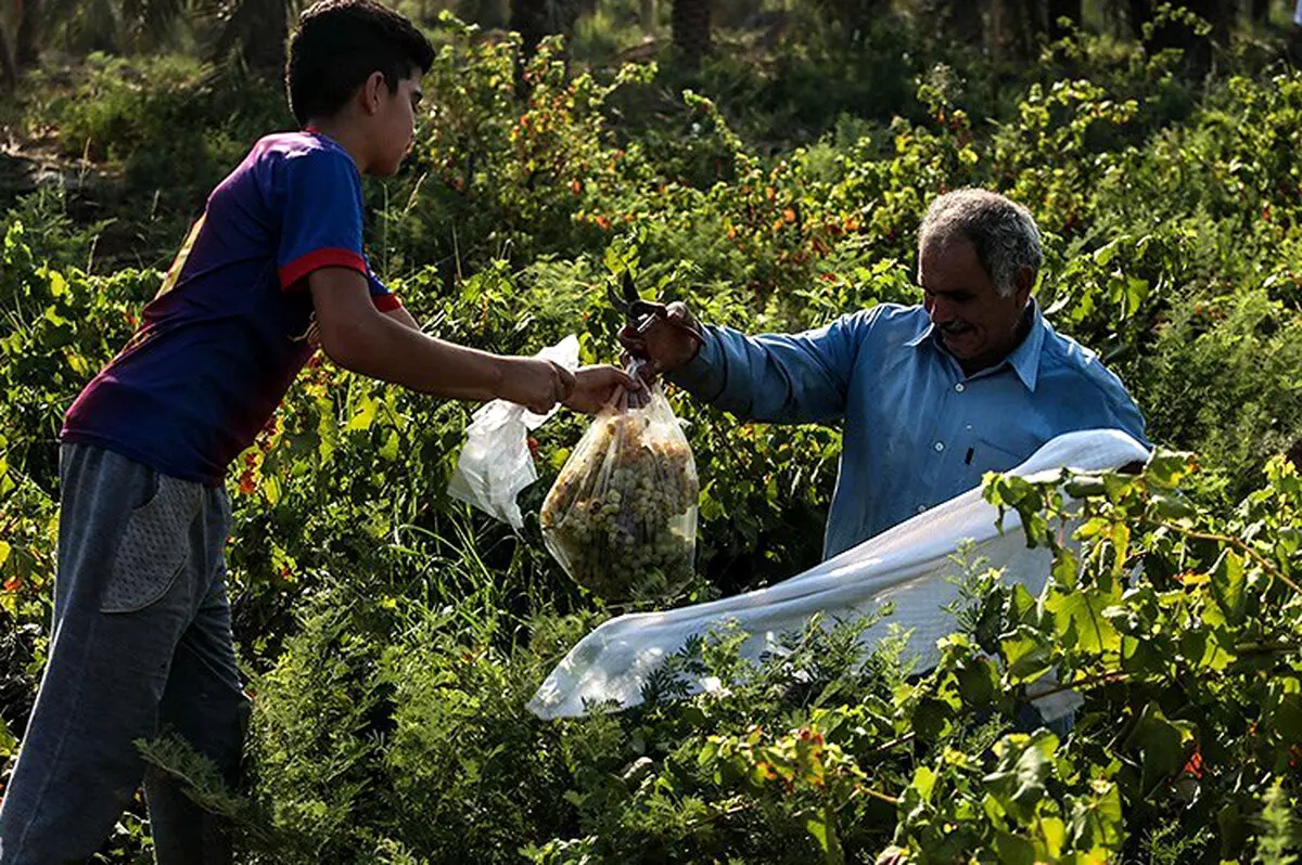 برداشت انگور از تاکستان غزاویه کارون
