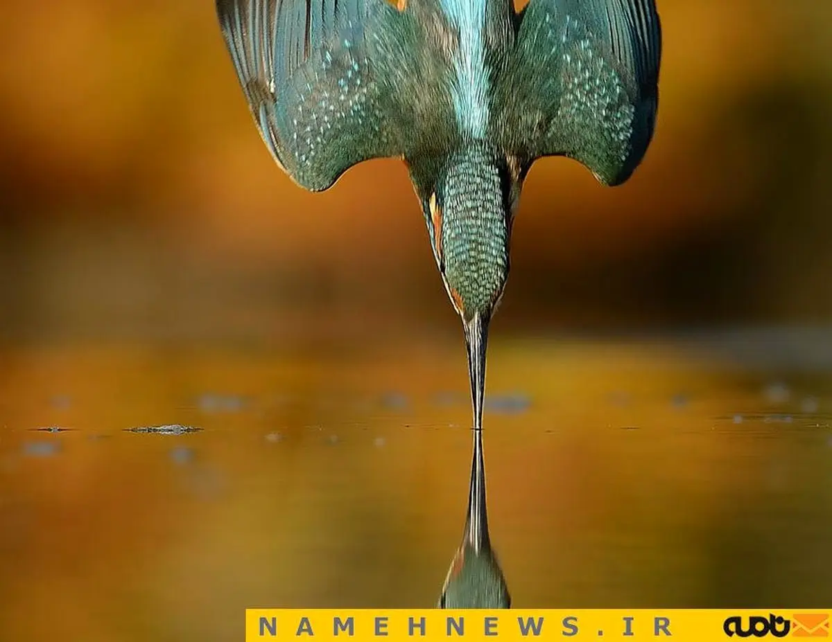 6 سال تلاش برای این عکس!