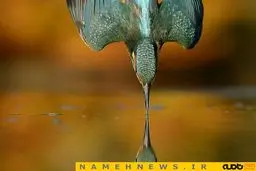 6 سال تلاش برای این عکس!