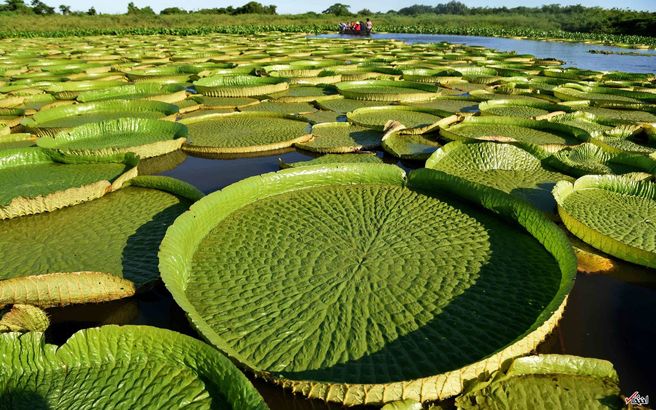 نمایی خارق العاده از نیلوفرهای آبی بزرگ در دریاچه ای در پاراگوئه