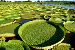 نمایی خارق العاده از نیلوفرهای آبی بزرگ در دریاچه ای در پاراگوئه