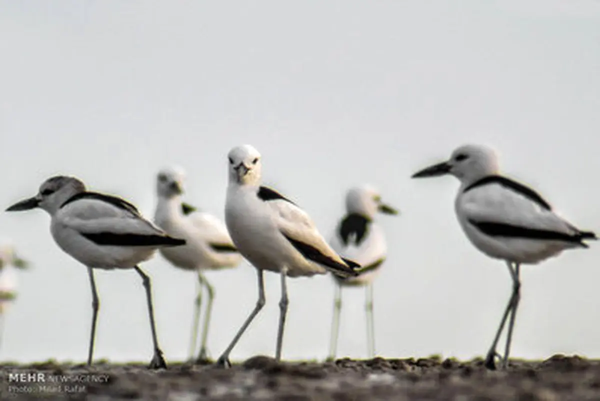 تصاویری از پرندگان مهاجر خلیج فارس