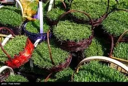 شهر در چند قدمی بهار /تصاویر