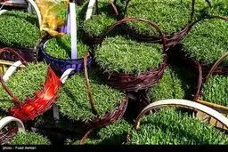 شهر در چند قدمی بهار /تصاویر