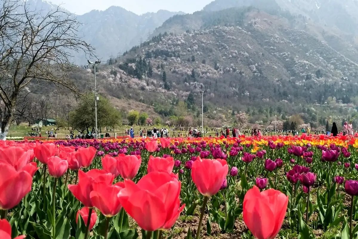 تصاوير: جشنواره گل لاله در کشمیر