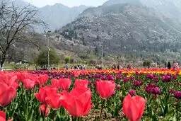 تصاوير: جشنواره گل لاله در کشمیر