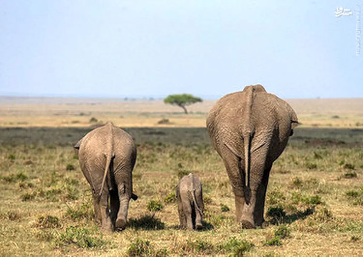 بچه های حیات وحش/تصاویر