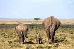 بچه های حیات وحش/تصاویر